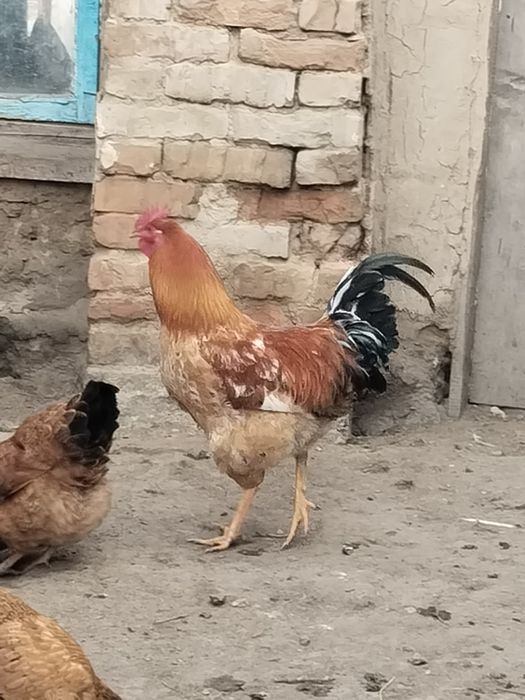 Продам петухов ..