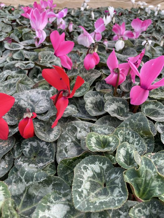 Цветя за 8 - ми март