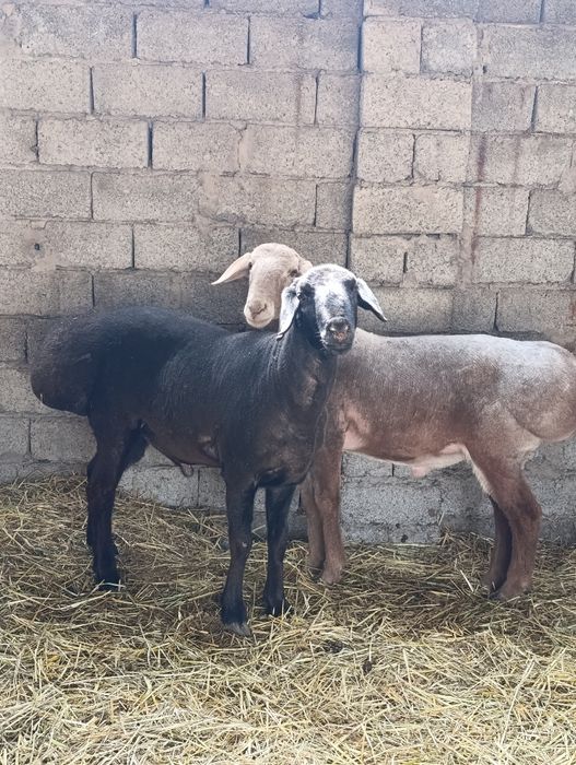 Продаётся баран породистый