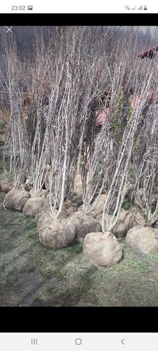 Magnolia amenajări  grădini