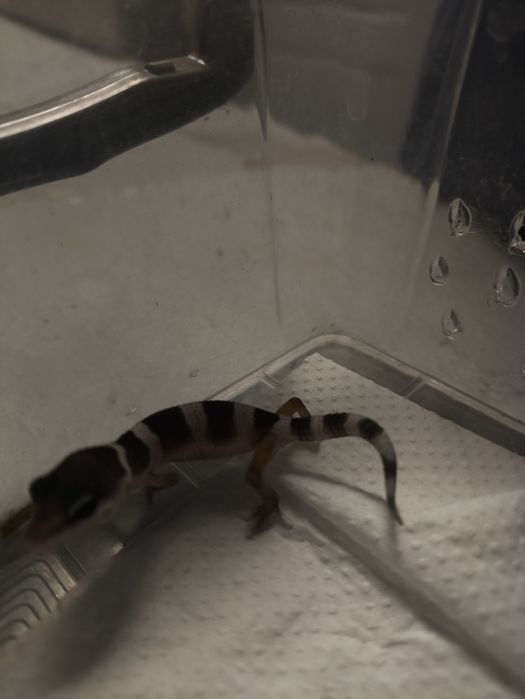 Продам эублифаров малышей