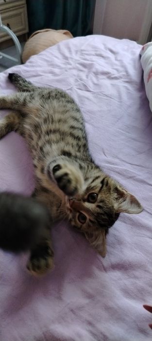 Котята  Мама британка