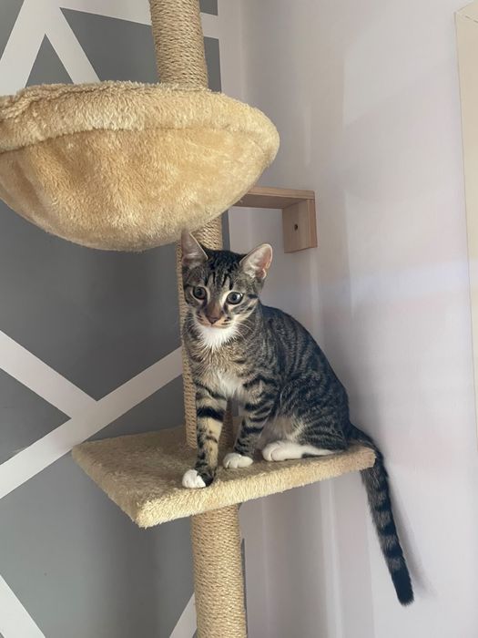 Dau spre adoptie motan