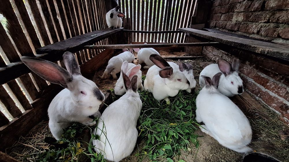 Vând iepuri Urias de Transilvania.Preț 170 lei negociabil.