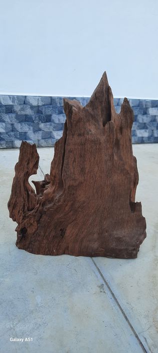 Мангров корен и мопан 3бр.