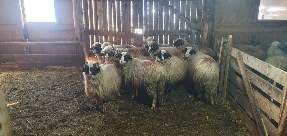 Oi breze disponibile