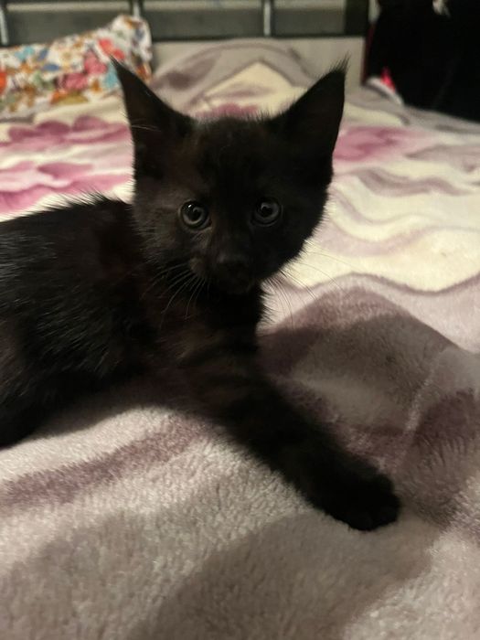 Котята, отдам в добрые руки