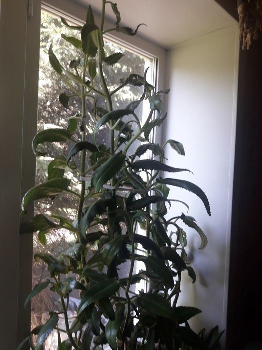 Лечебное Каланхое!