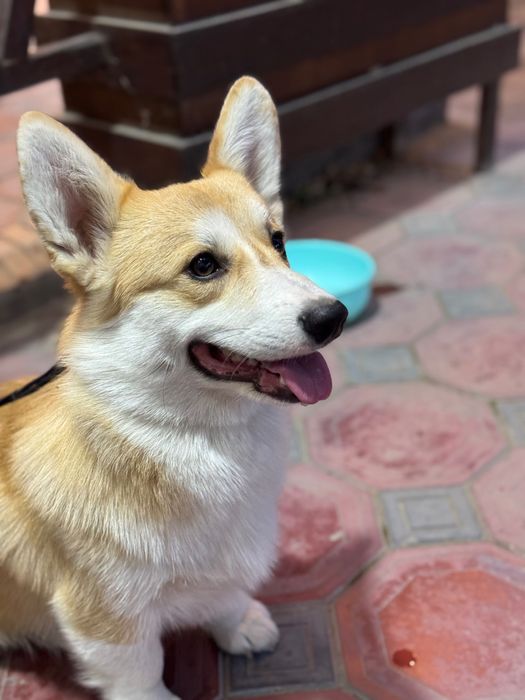 Кобель корги готов к вязке