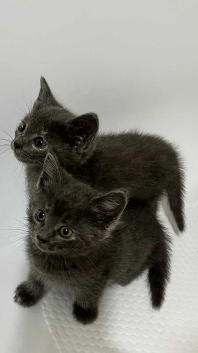 Отдам котят в добрые руки