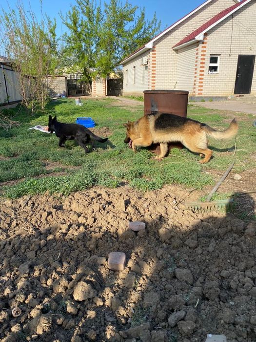 Немецкая овчарка щенки