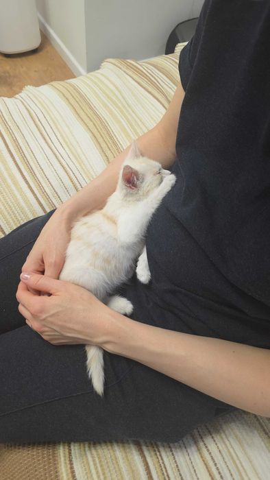 Котенок в добрые руки