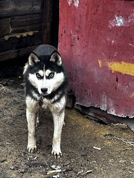 Отдам бесплатно