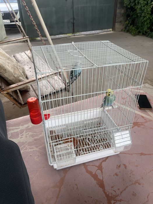 Попугаи оба мальчики