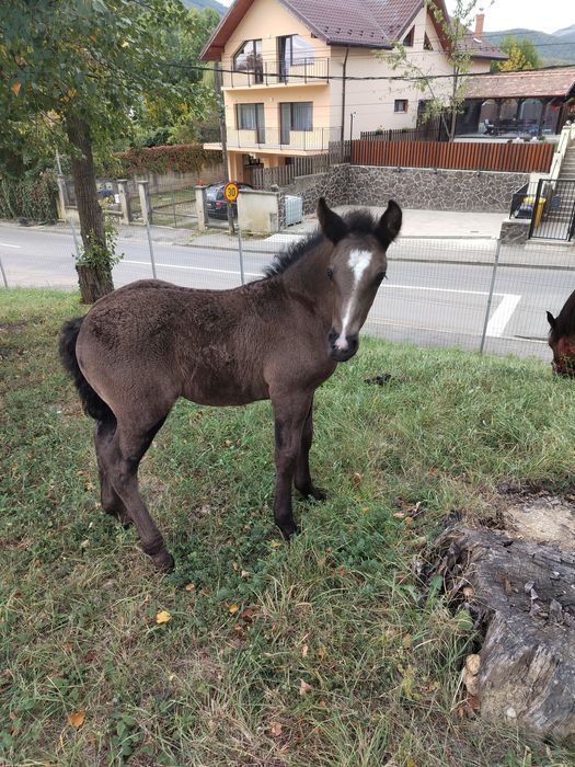 Mânz, 6 luni de vânzare