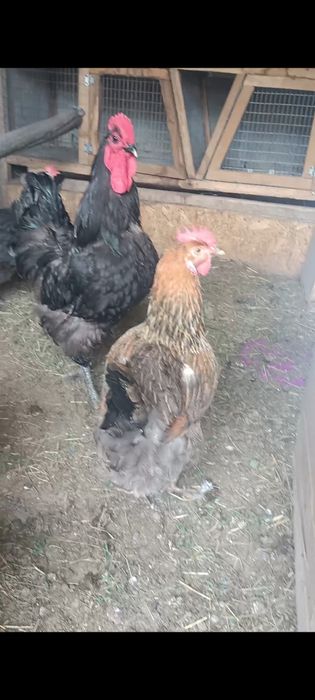 Продам курей и петуха.