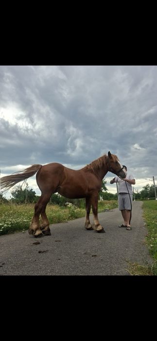 Vând manz de 2 ani jumate