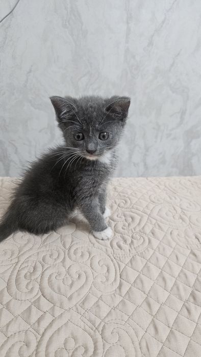 Отдам котенка девочка в хорошие руки