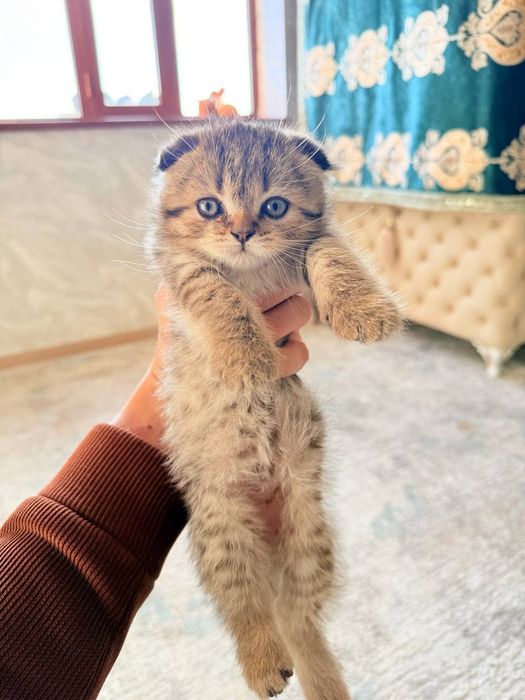Мушукчалар сотилади