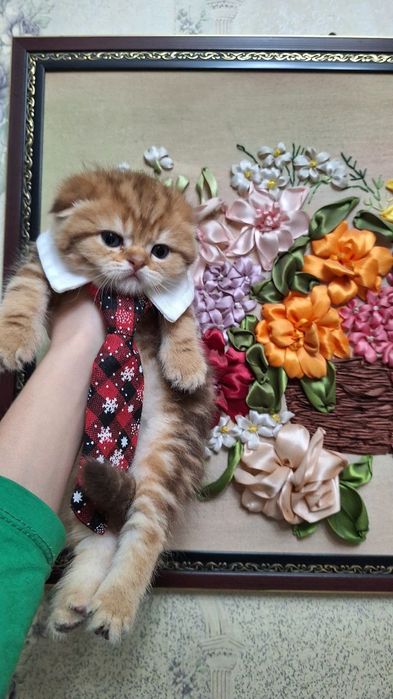 Шикарные милые котята   золотая и серебренная шиншилла 1,5 месяца