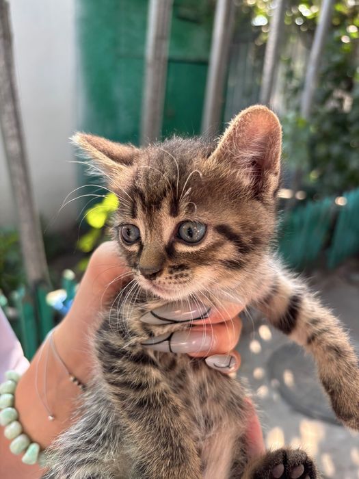 отдам котят домашние