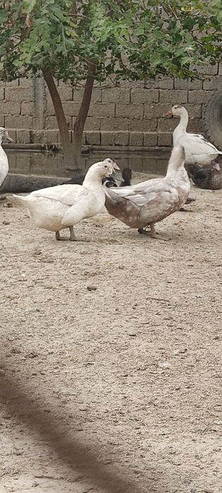 Голубой Фаворит ( броллерная утка)