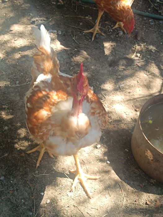Cocoș de țară, păsări de curte