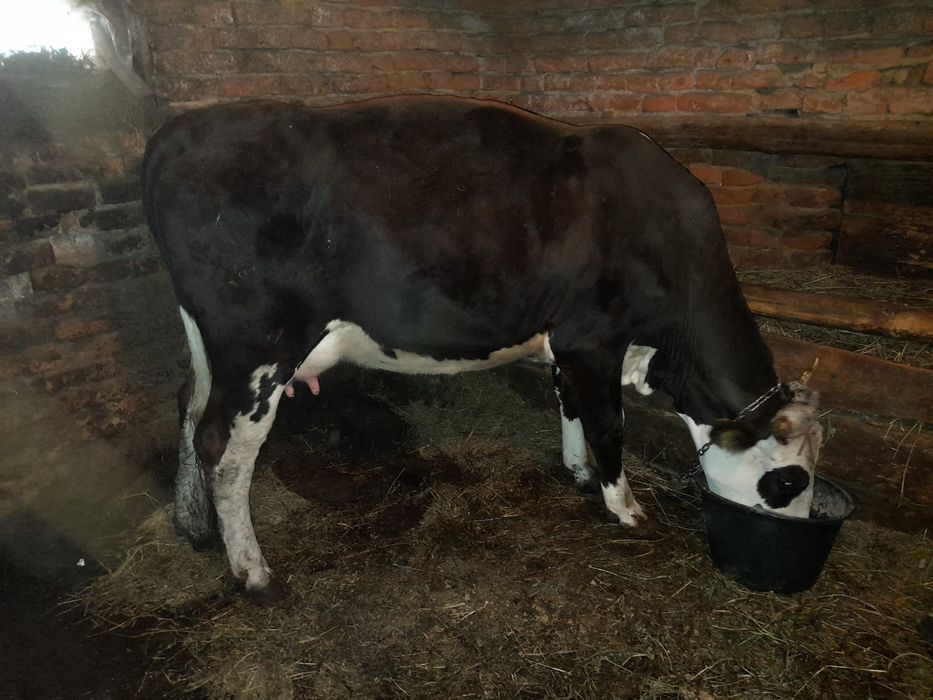 Vând vaca la prima fătare