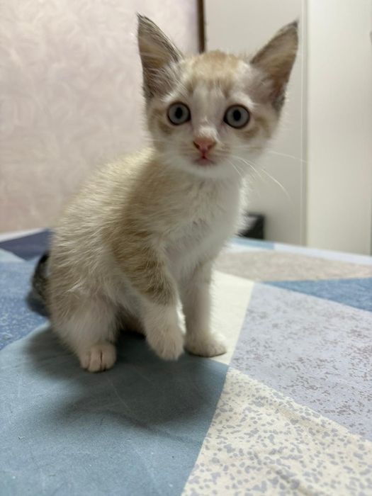 отдаю котенка/кошку