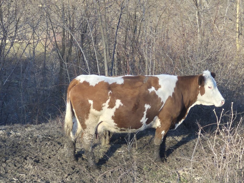 Vând vaci de lapte înscrise in  COP