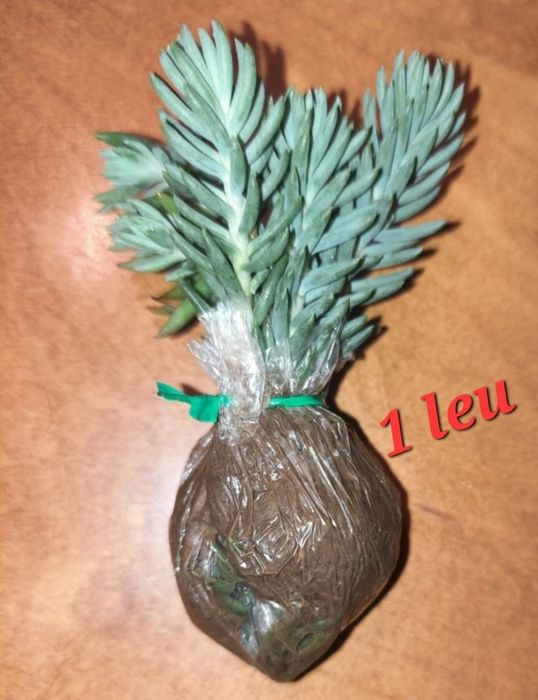 Marturii suculente . La fir de planta sau asamblate