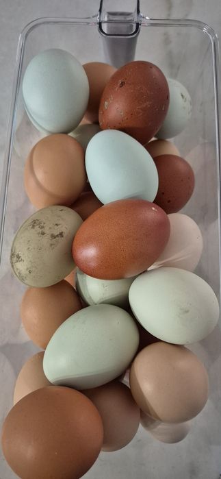 De vanzare ouă de tară