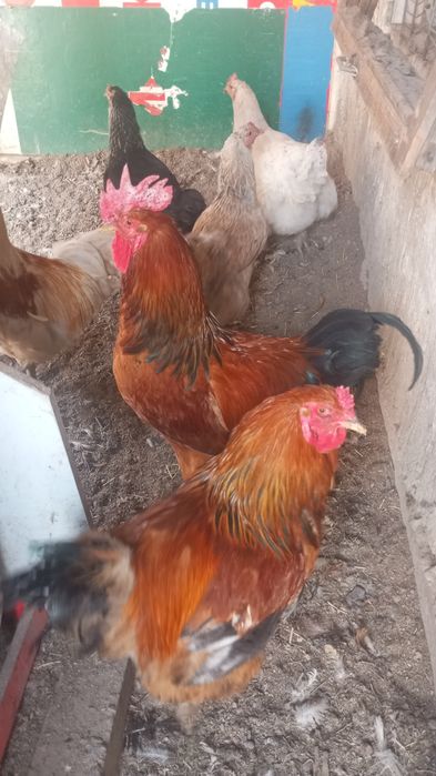 Курочки,петушки молоденькие