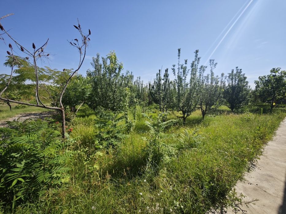 Dacha bostonliq 30 sotiqli dacha suv boyida sotiladi