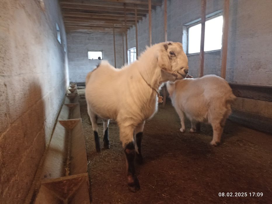 Козлята нубийских_ЗОАНИНСКИ