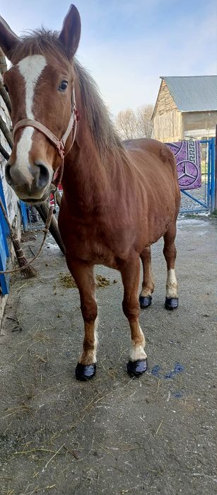 Iapă bună de ham teri ani