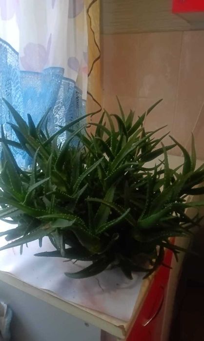 Комнатные цветы в горках.