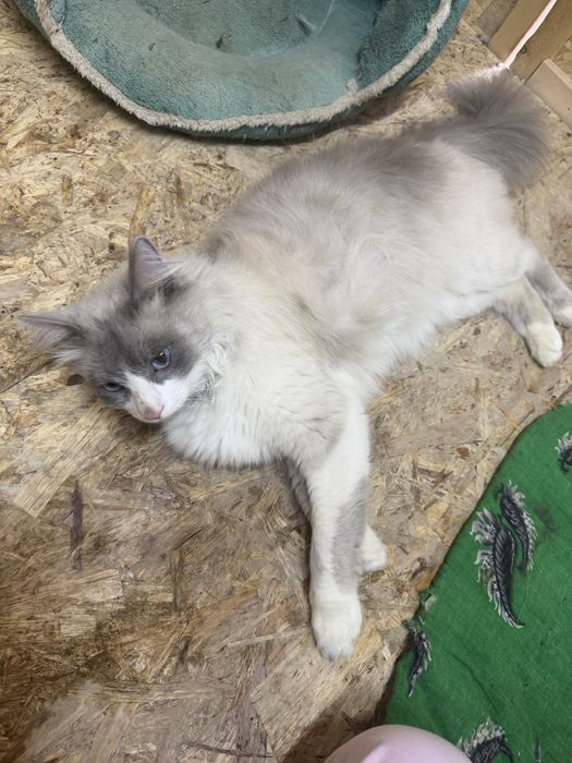 Ragdoll gibrid mushuk