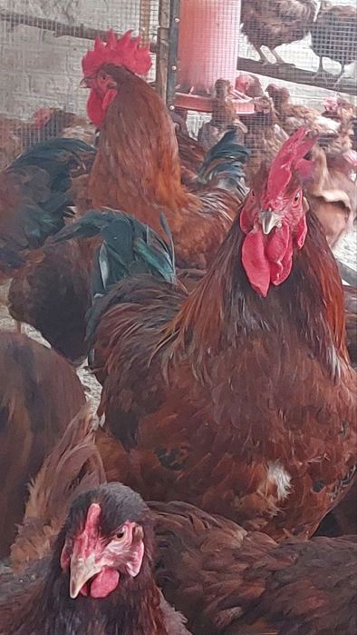 Инкубационный куриные яйца Han-Hyap корейская пароды
