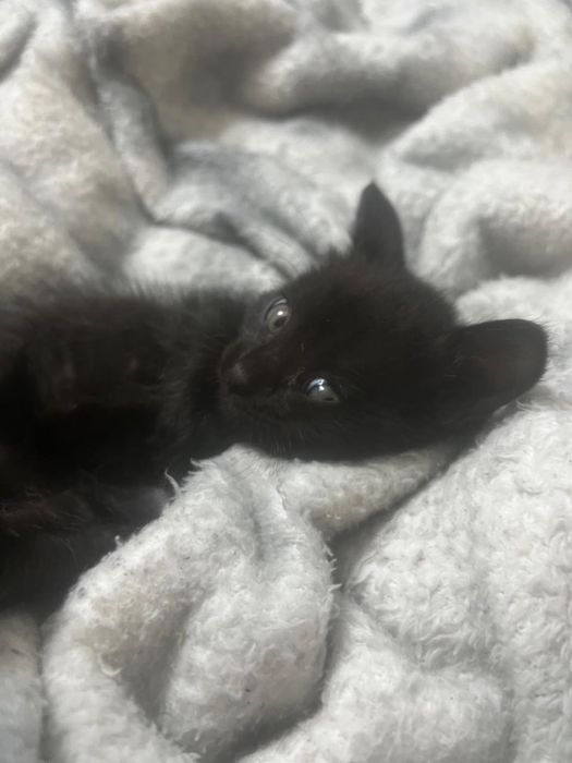Котята 1,5 месяца