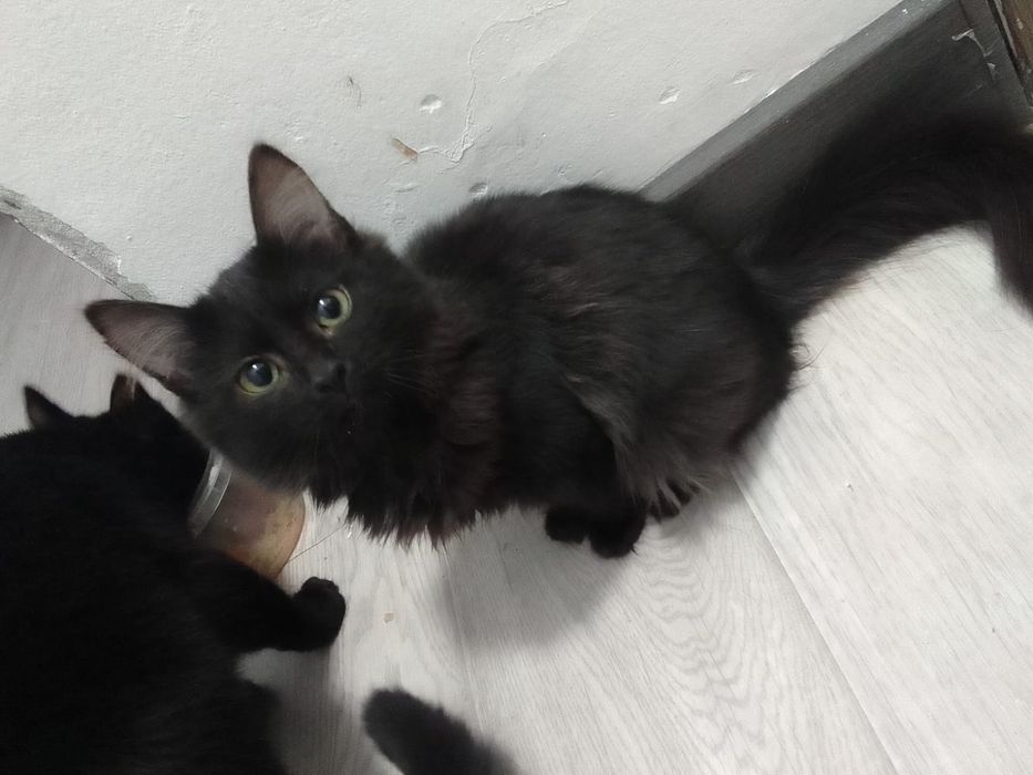 Отдам кошку и котят