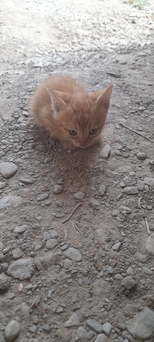 Отдам кошек в добрые руки, 2 мальчика рыжих 2 девочки остальные