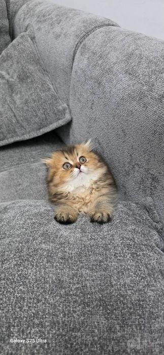 Котенок шиншилла мальчик