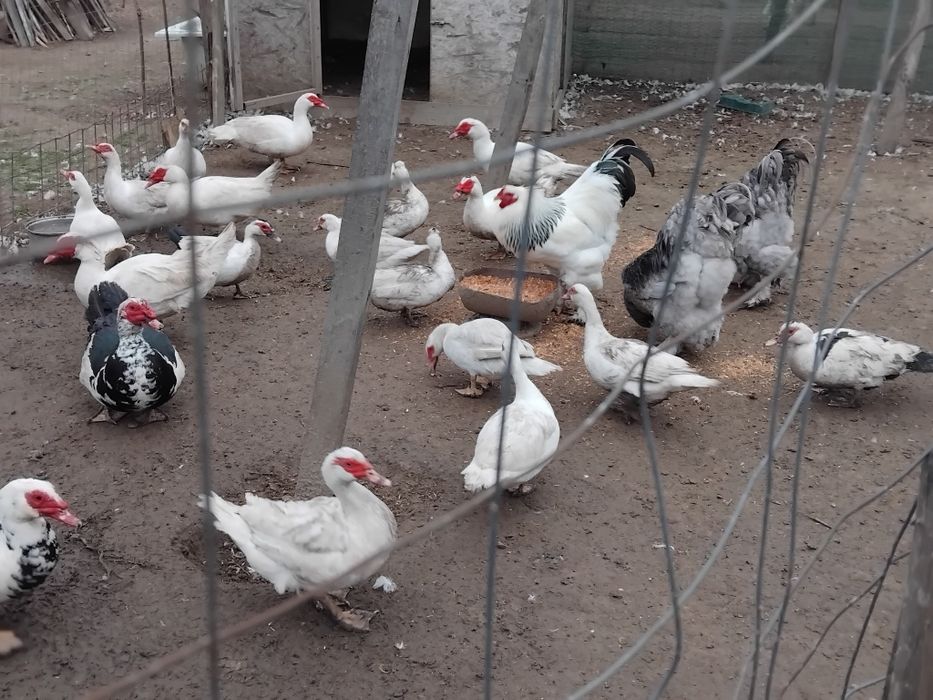 Cocoși Brahma și oua de rata muta