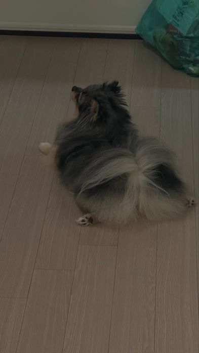 Немецкий щпиц девочка