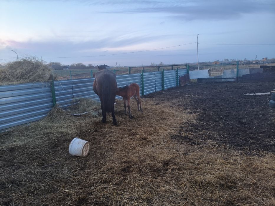 Кобыла с жеребенком