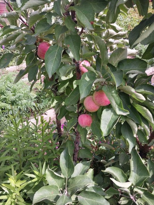 Продам дачу шахтинск