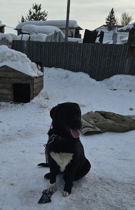 Отдам щенка метис лабрадора