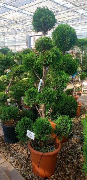 Vindem brazii argintii și verzi calitate extra