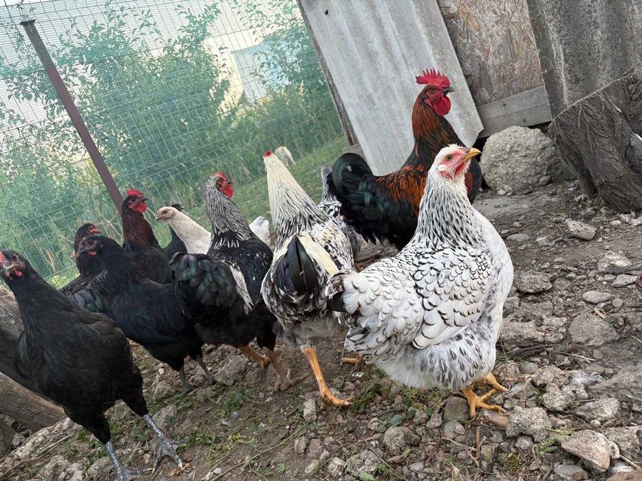 Cocosi de curte rasa Astrolop